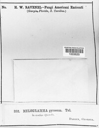 Melogramma gyrosum image